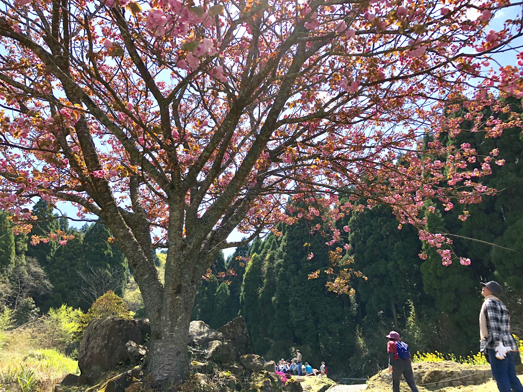 冬野の大石と八重桜